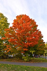 Oregon Trail Sugar Maple (Acer saccharum 'Hiawatha 1') at Lakeshore Garden Centres