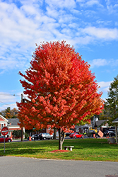 Autumn Splendor Sugar Maple (Acer saccharum 'Autumn Splendor') at Stonegate Gardens