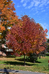 Autumn Applause White Ash (Fraxinus americana 'Autumn Applause') at A Very Successful Garden Center