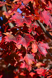 Autumn Flame Red Maple (Acer rubrum 'Autumn Flame') at Stonegate Gardens