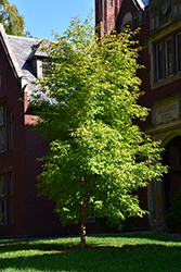 Three Flowered Maple (Acer triflorum) at Stonegate Gardens