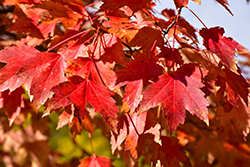 Sun Valley Red Maple (Acer rubrum 'Sun Valley') at A Very Successful Garden Center