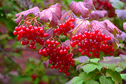 Highbush Cranberry (Viburnum trilobum) at A Very Successful Garden Center