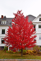 Sun Valley Red Maple (Acer rubrum 'Sun Valley') at Stonegate Gardens