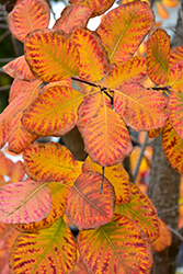 American Smoketree (Cotinus obovatus) at A Very Successful Garden Center
