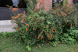 Scarlet Firethorn (Pyracantha coccinea) at A Very Successful Garden Center