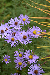 Fanny Aster (Symphyotrichum oblongifolium 'Fanny') at A Very Successful Garden Center