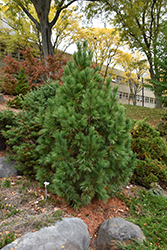 Pygmy Swiss Stone Pine (Pinus cembra 'Pygmaea') at A Very Successful Garden Center