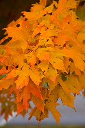 Majesty Sugar Maple (Acer saccharum 'Flax Mill Majesty') at Lakeshore Garden Centres