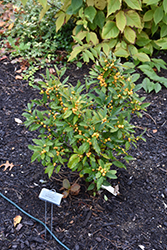 Berry Heavy Gold Winterberry (Ilex verticillata 'Roberta Case') at A Very Successful Garden Center