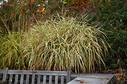 Dixieland Maiden Grass (Miscanthus sinensis 'Dixieland') at A Very Successful Garden Center
