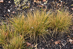Little Honey Dwarf Fountain Grass (Pennisetum alopecuroides 'Little Honey') at Stonegate Gardens