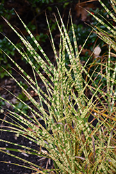 Gold Breeze Maiden Grass (Miscanthus sinensis 'Gold Breeze') at A Very Successful Garden Center