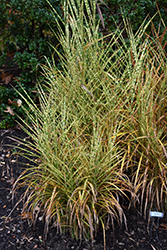 Gold Breeze Maiden Grass (Miscanthus sinensis 'Gold Breeze') at A Very Successful Garden Center