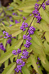 Early Amethyst Beautyberry (Callicarpa dichotoma 'Early Amethyst') at Stonegate Gardens