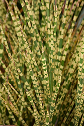Gold Bar Maiden Grass (Miscanthus sinensis 'Gold Bar') at Lakeshore Garden Centres