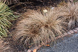 Bronze Hair Sedge (Carex comans 'Bronze') at A Very Successful Garden Center
