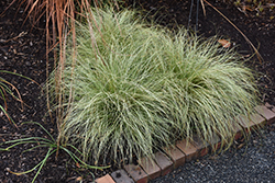 New Zealand Hair Sedge (Carex comans 'Frosted Curls') at Lakeshore Garden Centres