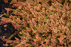 Boskoop Heather (Calluna vulgaris 'Boskoop') at Stonegate Gardens
