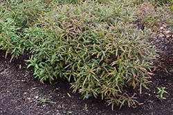Sweetfern (Comptonia peregrina) at Lakeshore Garden Centres