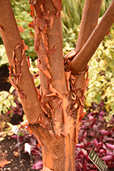 Paperbark Maple (Acer griseum) at Stonegate Gardens