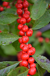 Red Sprite Winterberry (Ilex verticillata 'Red Sprite') at The Mustard Seed