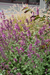 Heather Queen Mexican Hyssop (Agastache cana 'Heather Queen') at Stonegate Gardens