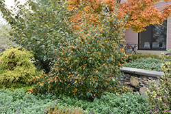 Golden Verboom Winterberry (Ilex verticillata 'Golden Verboom') at A Very Successful Garden Center
