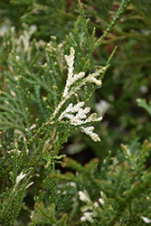 Variegated Hiba Arborvitae (Thujopsis dolabrata 'Variegata') at Lakeshore Garden Centres