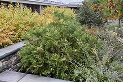 Variegated Hiba Arborvitae (Thujopsis dolabrata 'Variegata') at A Very Successful Garden Center
