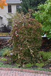 Lustgarten's Weeping Chinese Dogwood (Cornus kousa 'Lustgarten's Weeping') at Stonegate Gardens
