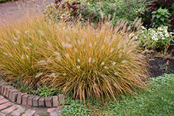 Hameln Dwarf Fountain Grass (Pennisetum alopecuroides 'Hameln') at Stonegate Gardens