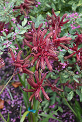 Big Roo Red Kangaroo Paw (Anigozanthos 'Big Roo Red') at A Very Successful Garden Center