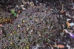 Zinfandel Shamrock (Oxalis vulcanicola 'Zinfandel') at A Very Successful Garden Center