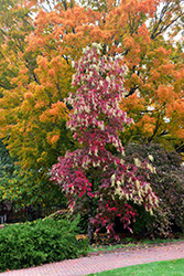 Sourwood (Oxydendrum arboreum) at Stonegate Gardens
