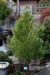 Pyramidalis Compacta Umbrella Pine (Sciadopitys verticillata 'Pyramidalis Compacta') at A Very Successful Garden Center
