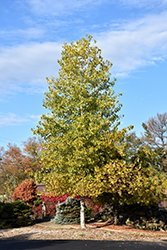 Robusta Poplar (Populus deltoides 'Robusta') at Lakeshore Garden Centres