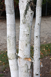 Whitebark Himalayan Birch (Betula utilis 'var. jacquemontii') at Stonegate Gardens