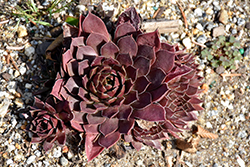 Chick Charms Chocolate Kiss Hens And Chicks (Sempervivum 'Chocolate Kiss') at Lakeshore Garden Centres