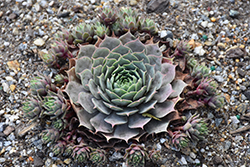 Chick Charms Cranberry Cocktail Hens And Chicks (Sempervivum 'Cranberry Cocktail') at A Very Successful Garden Center
