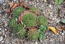 Chick Charms Bing Cherry Hens And Chicks (Sempervivum 'Bing Cherry') at Lakeshore Garden Centres