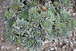 Chick Charms Berry Blues Hens And Chicks (Sempervivum 'Berry Blues') at A Very Successful Garden Center