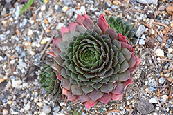 Chick Charms Cherry Berry Hens And Chicks (Sempervivum 'Cherry Berry') at Lakeshore Garden Centres