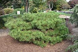 Soft Touch White Pine (Pinus strobus 'Soft Touch') at A Very Successful Garden Center