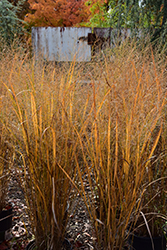 Northwind Switch Grass (Panicum virgatum 'Northwind') at Stonegate Gardens