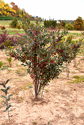 Brilliantissima Red Chokeberry (Aronia arbutifolia 'Brilliantissima') at Stonegate Gardens