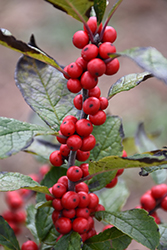 Maryland Beauty Winterberry (Ilex verticillata 'Maryland Beauty') at A Very Successful Garden Center