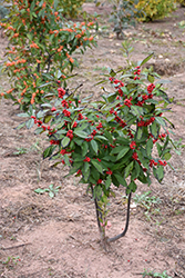 Maryland Beauty Winterberry (Ilex verticillata 'Maryland Beauty') at A Very Successful Garden Center