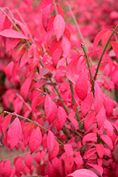 Cole's Compact Burning Bush (Euonymus alatus 'Cole's Compact') at A Very Successful Garden Center