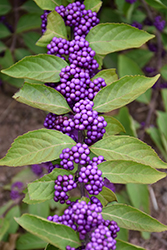 Purple Beautyberry (Callicarpa dichotoma) at A Very Successful Garden Center